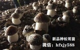松茸菌高产种植技术