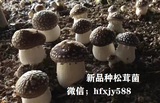 松茸菌种植新种植技术