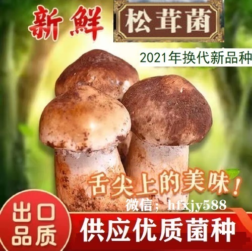 中藥材種植,中藥材種苗供應,液體菌種製作技術,食用菌種植技術,食用菌